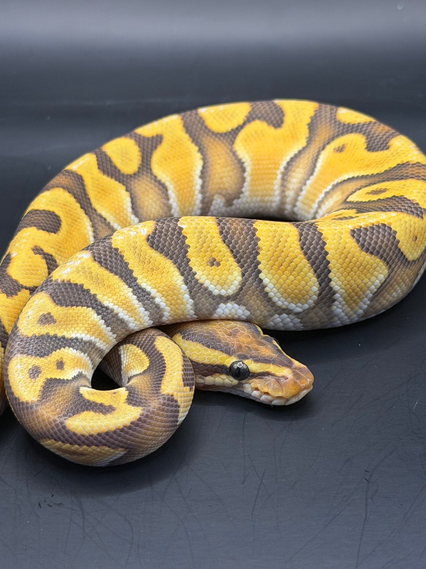 Hypo enchi od het pied macho
