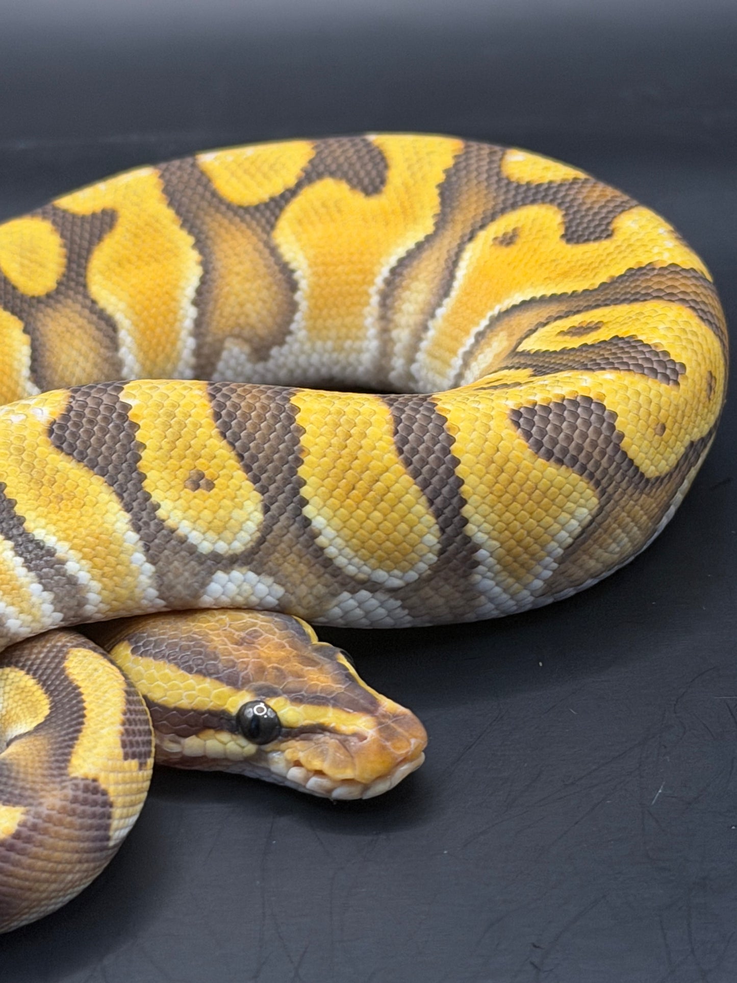Hypo enchi od het pied macho