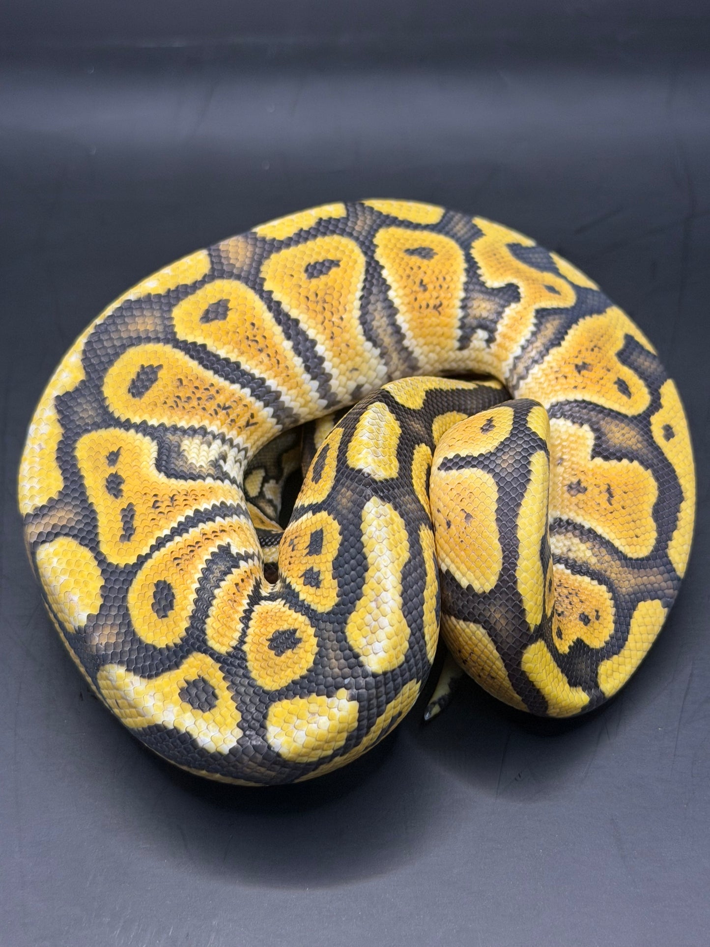 Pastel hypo het clown (test RGI) hembra