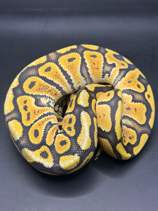Pastel hypo het clown (test RGI) hembra
