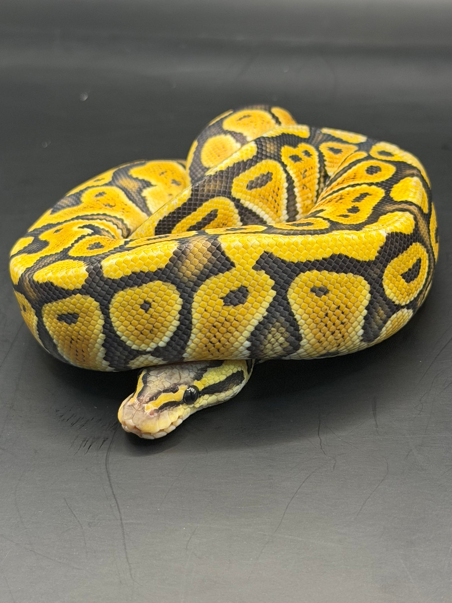 Pastel hypo het clown (test RGI) hembra