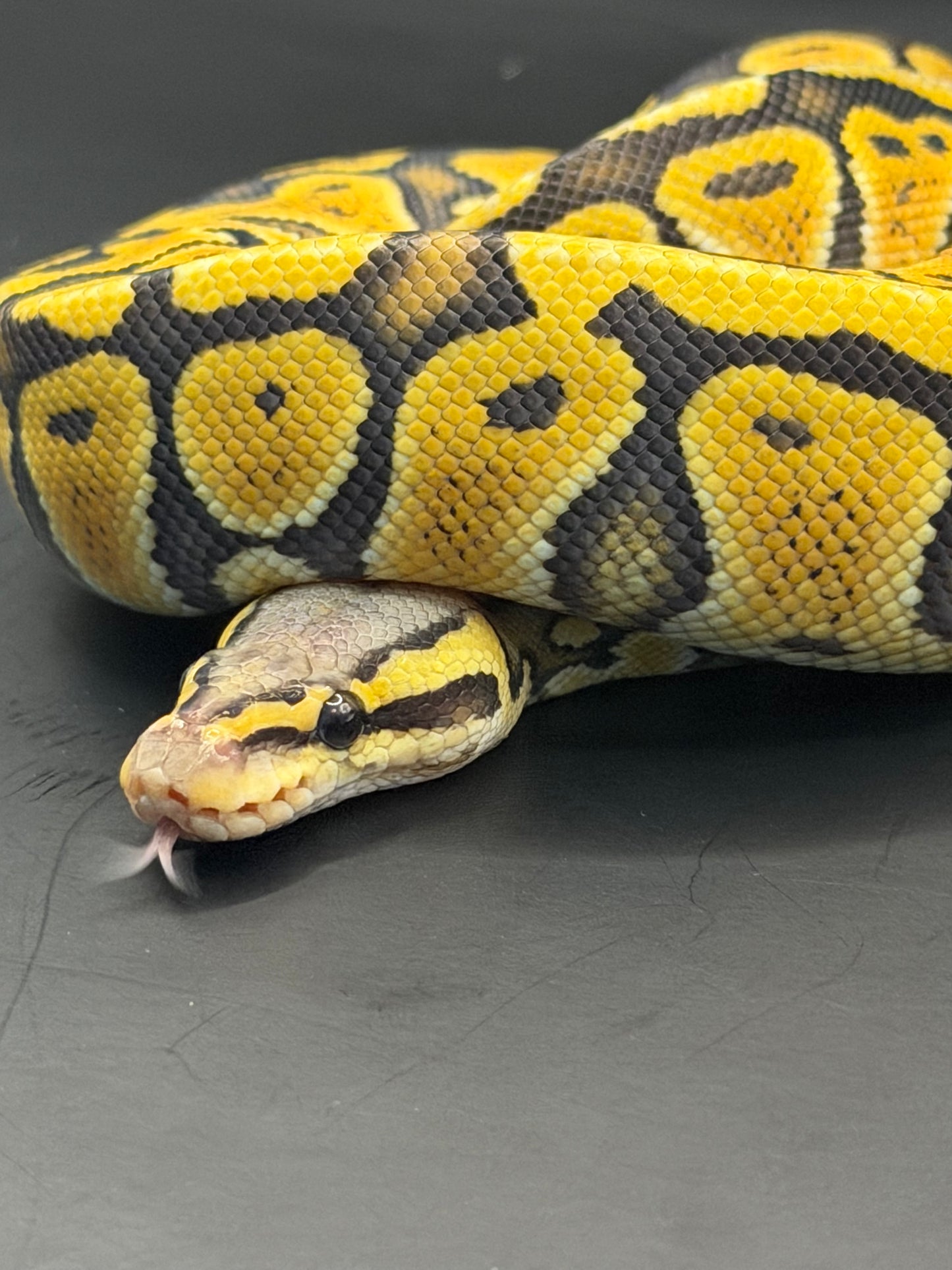 Pastel hypo het clown (test RGI) hembra