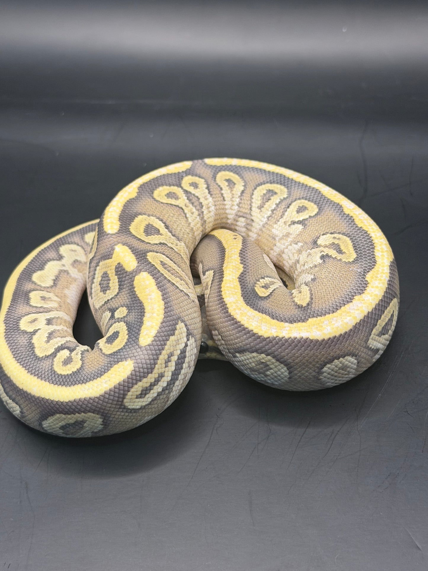 Vainilla Mojave hypo het pied (test RGI) hembra