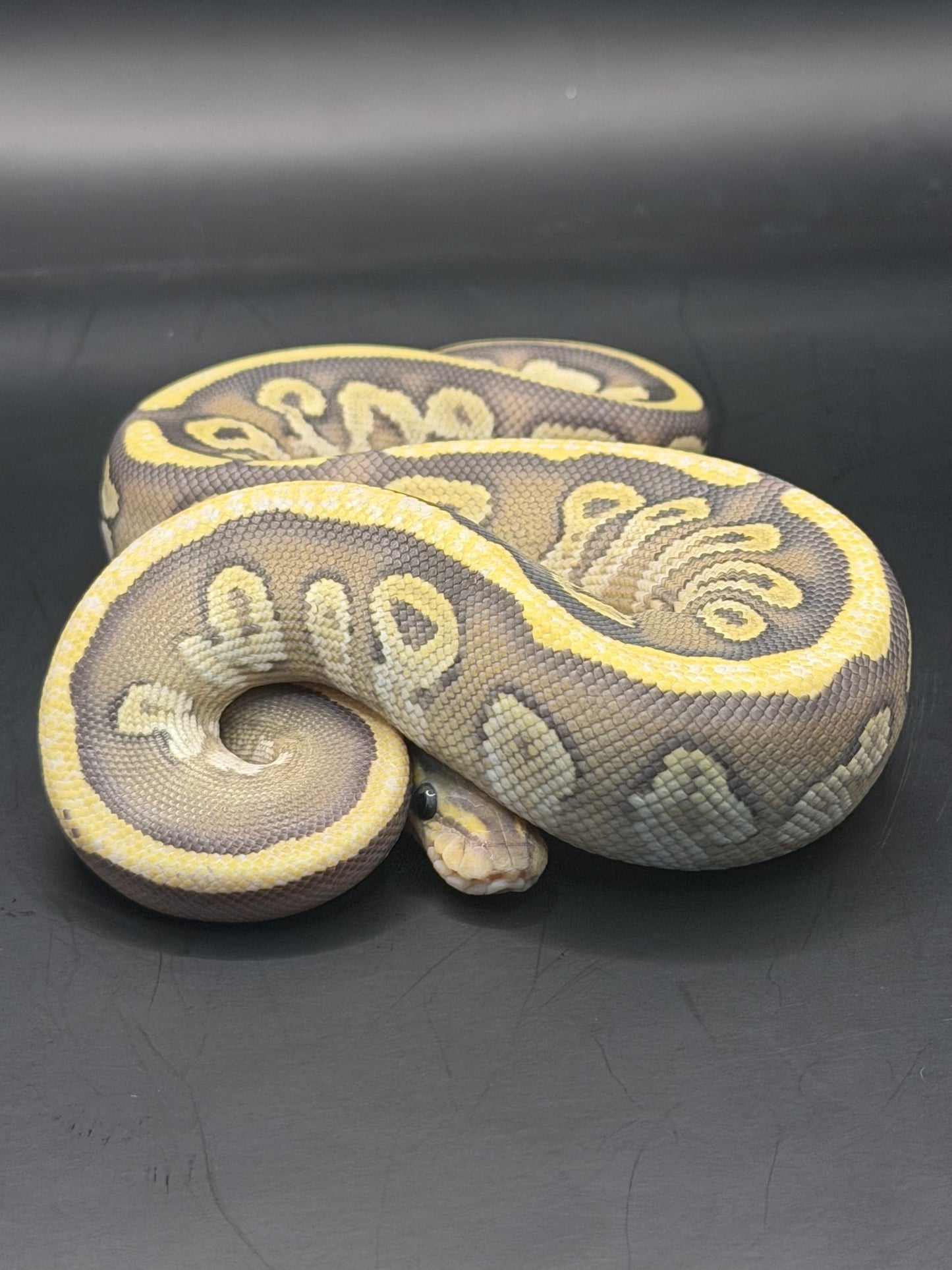 Vainilla Mojave hypo het pied (test RGI) hembra