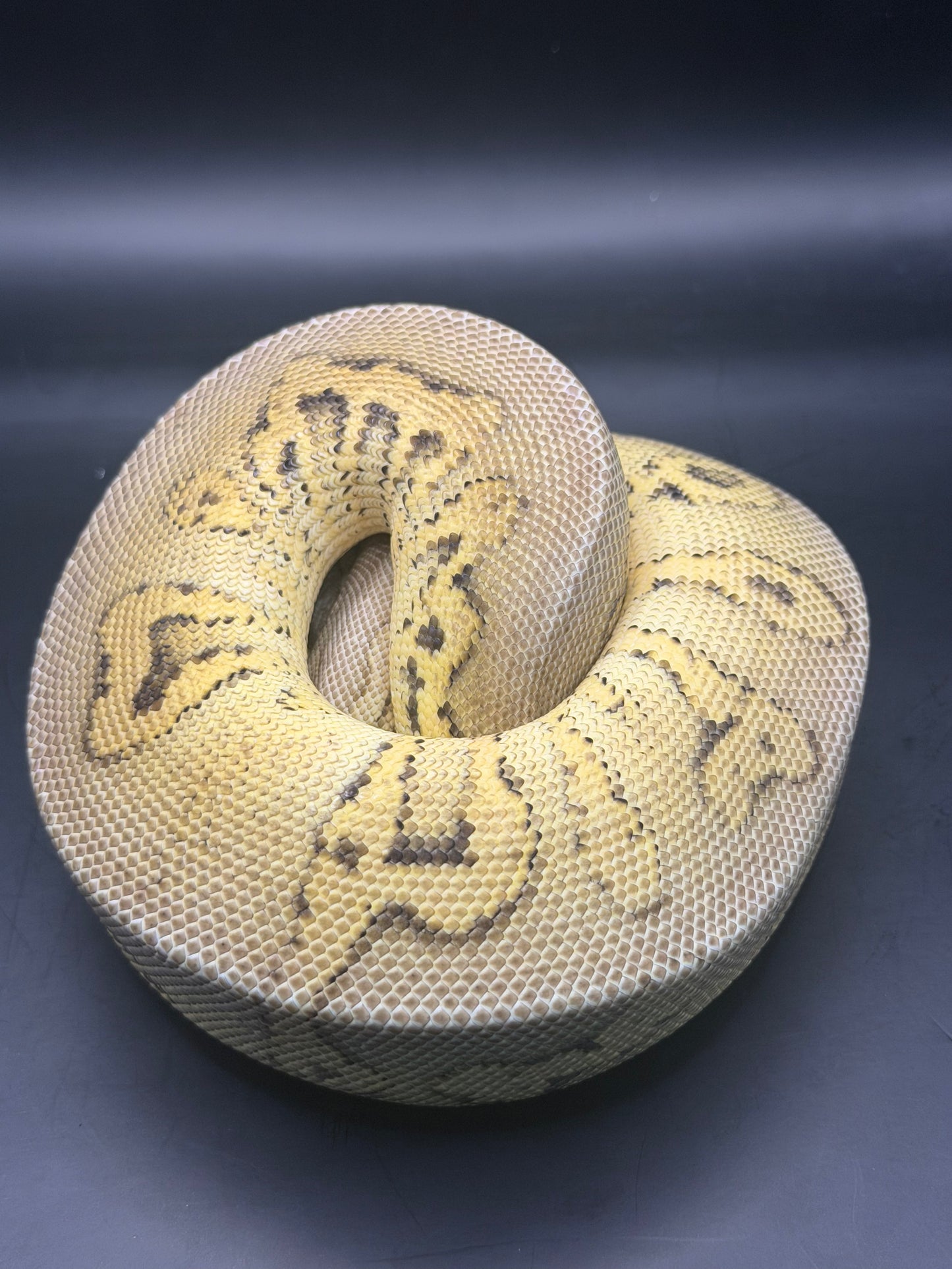 Stranger pastel clown hembra +400gr