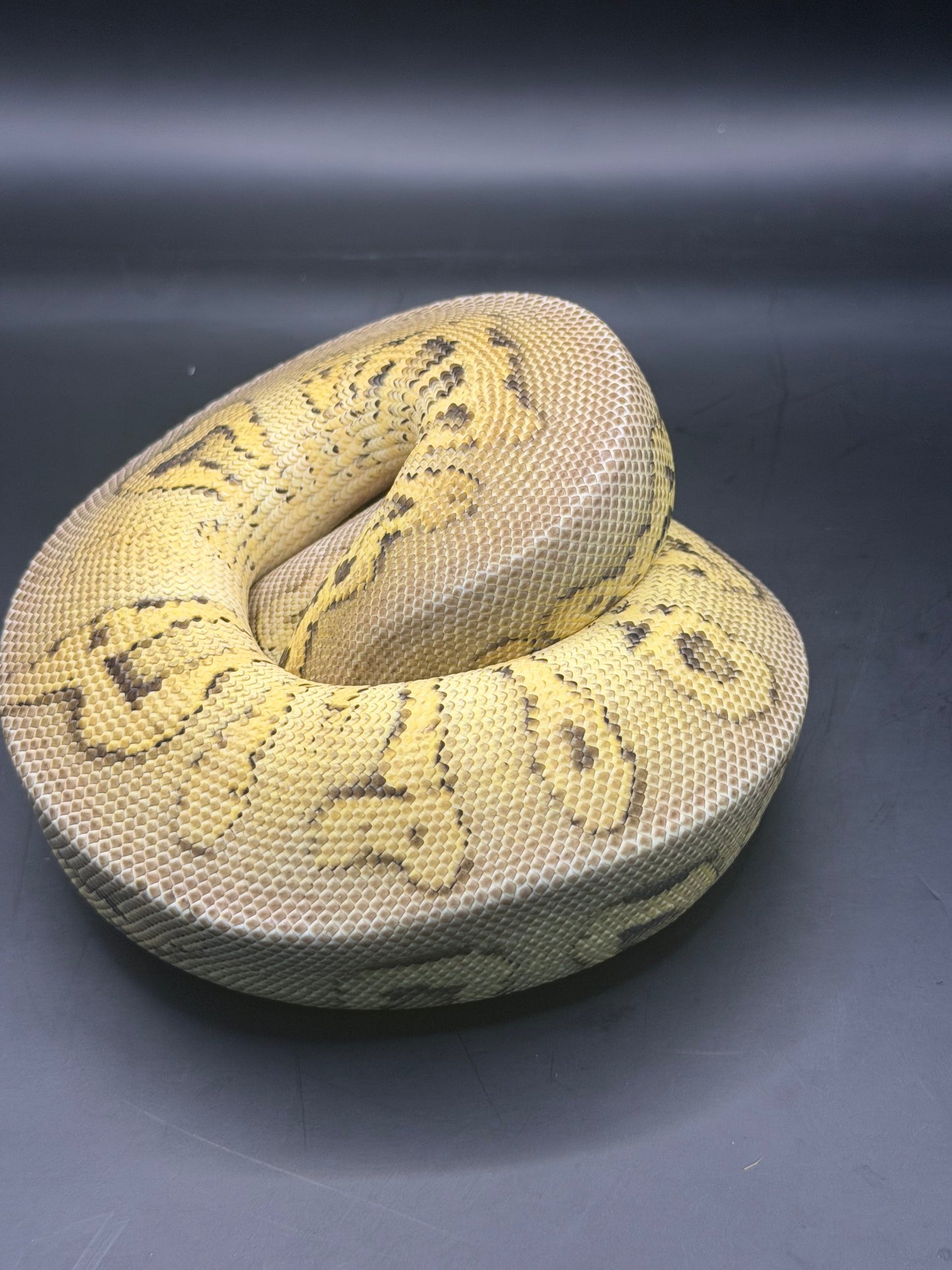 Stranger pastel clown hembra +400gr