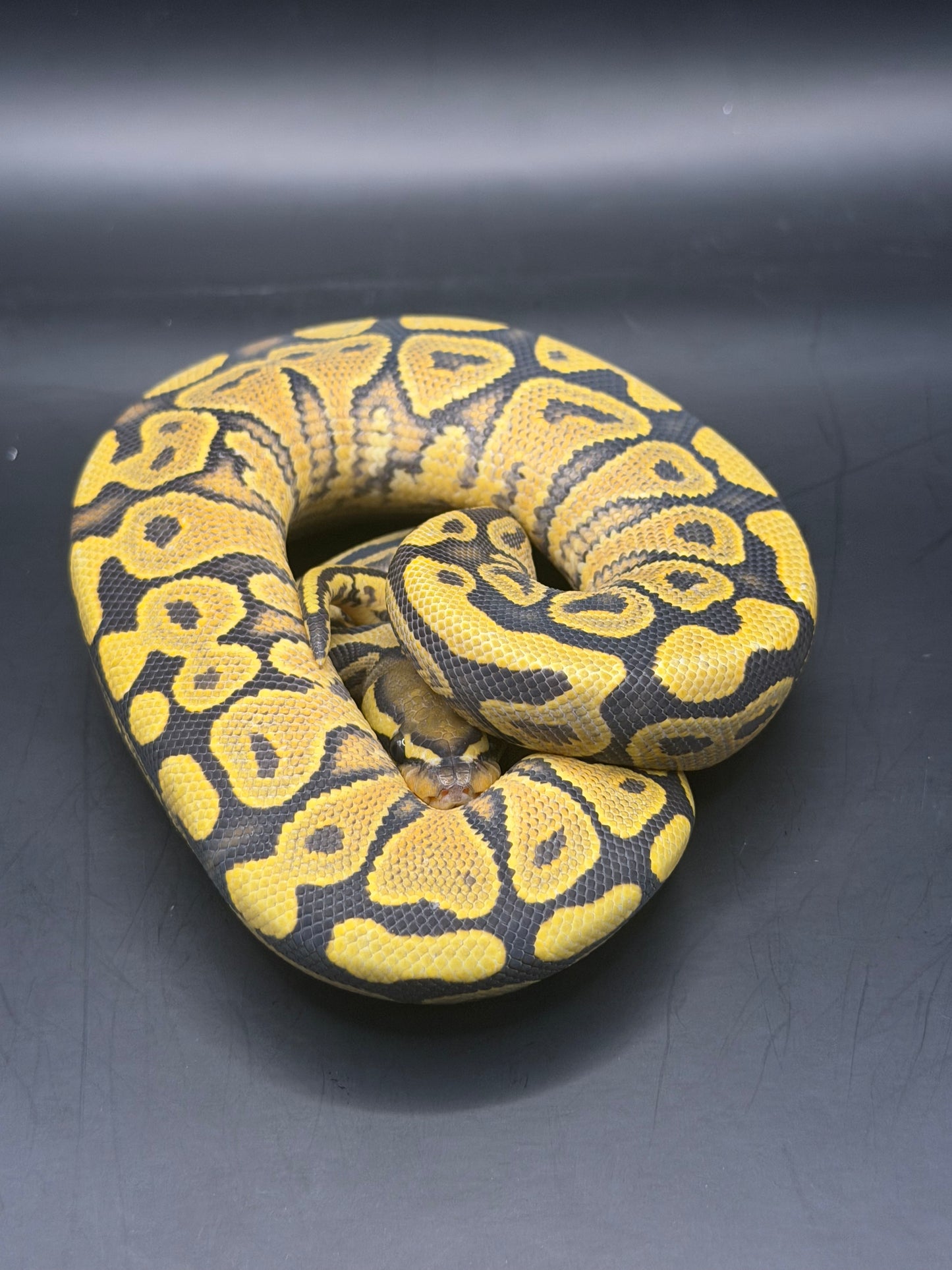 Yb hypo hembra