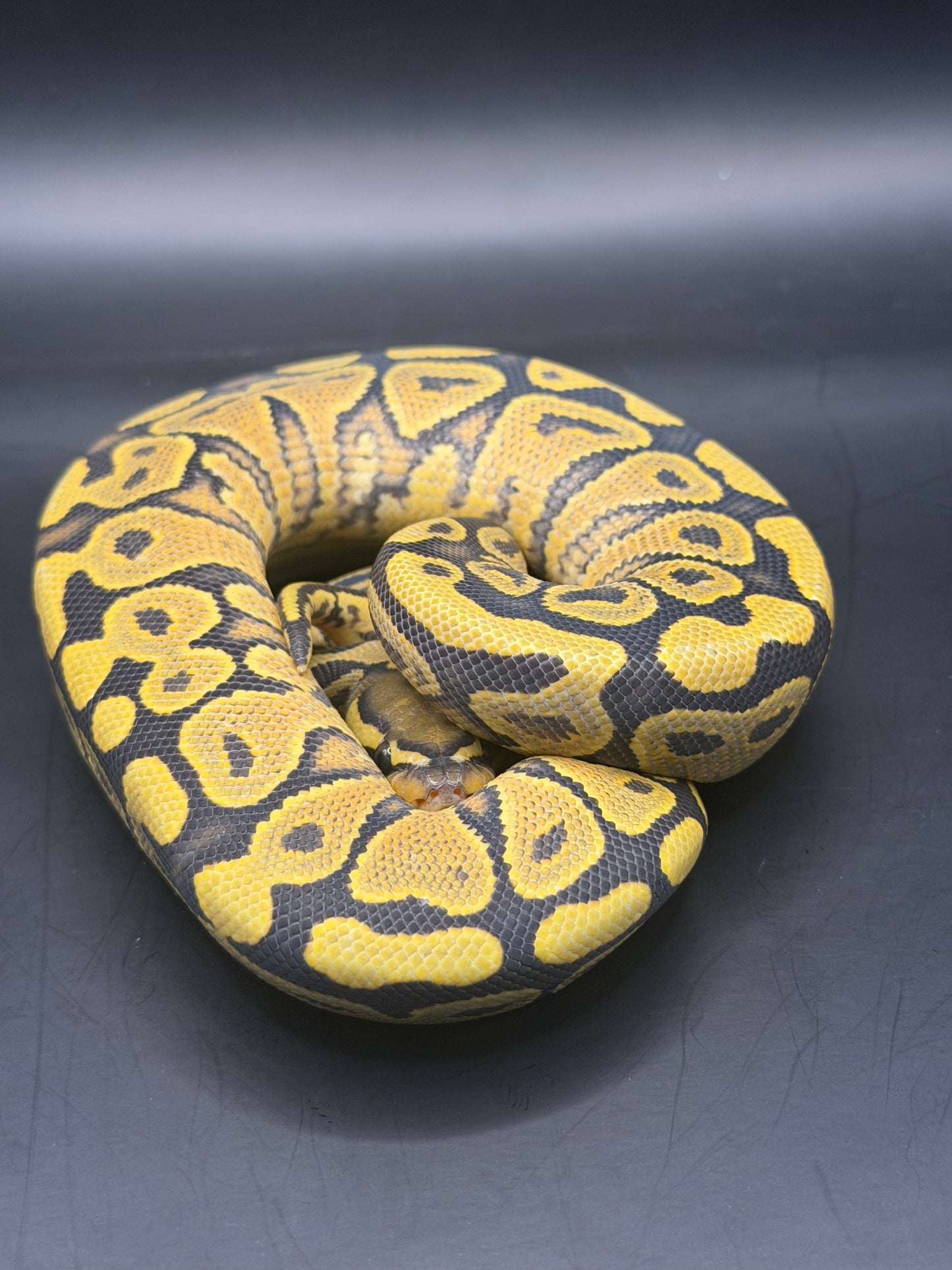Yb hypo hembra