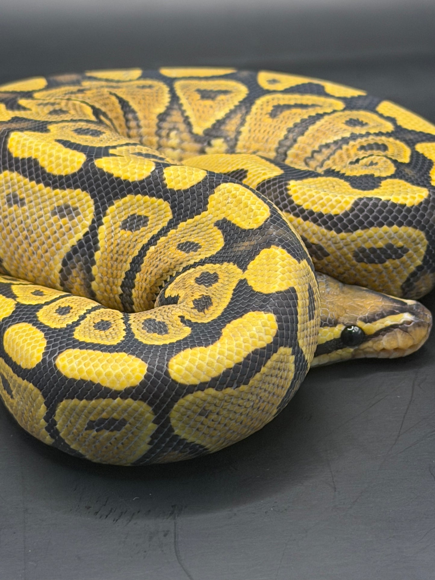 Yb hypo hembra