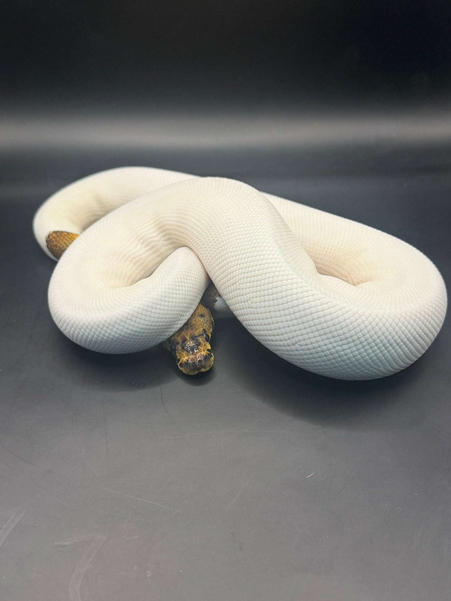 Clown pied leopard? +350gr hembra
