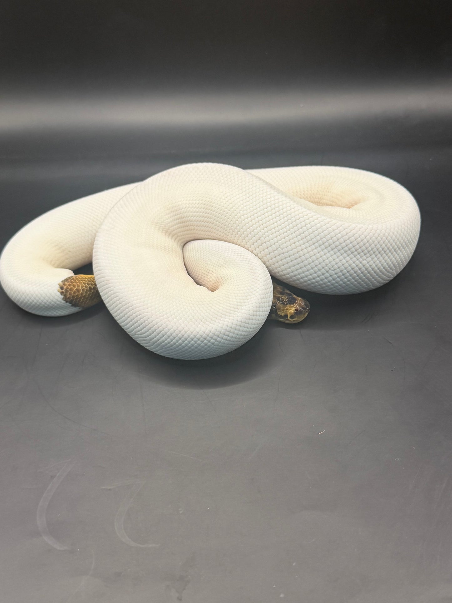 Clown pied leopard? +350gr hembra