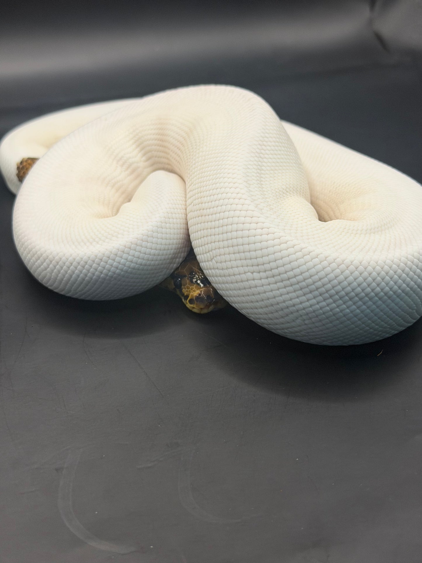 Clown pied leopard? +350gr hembra