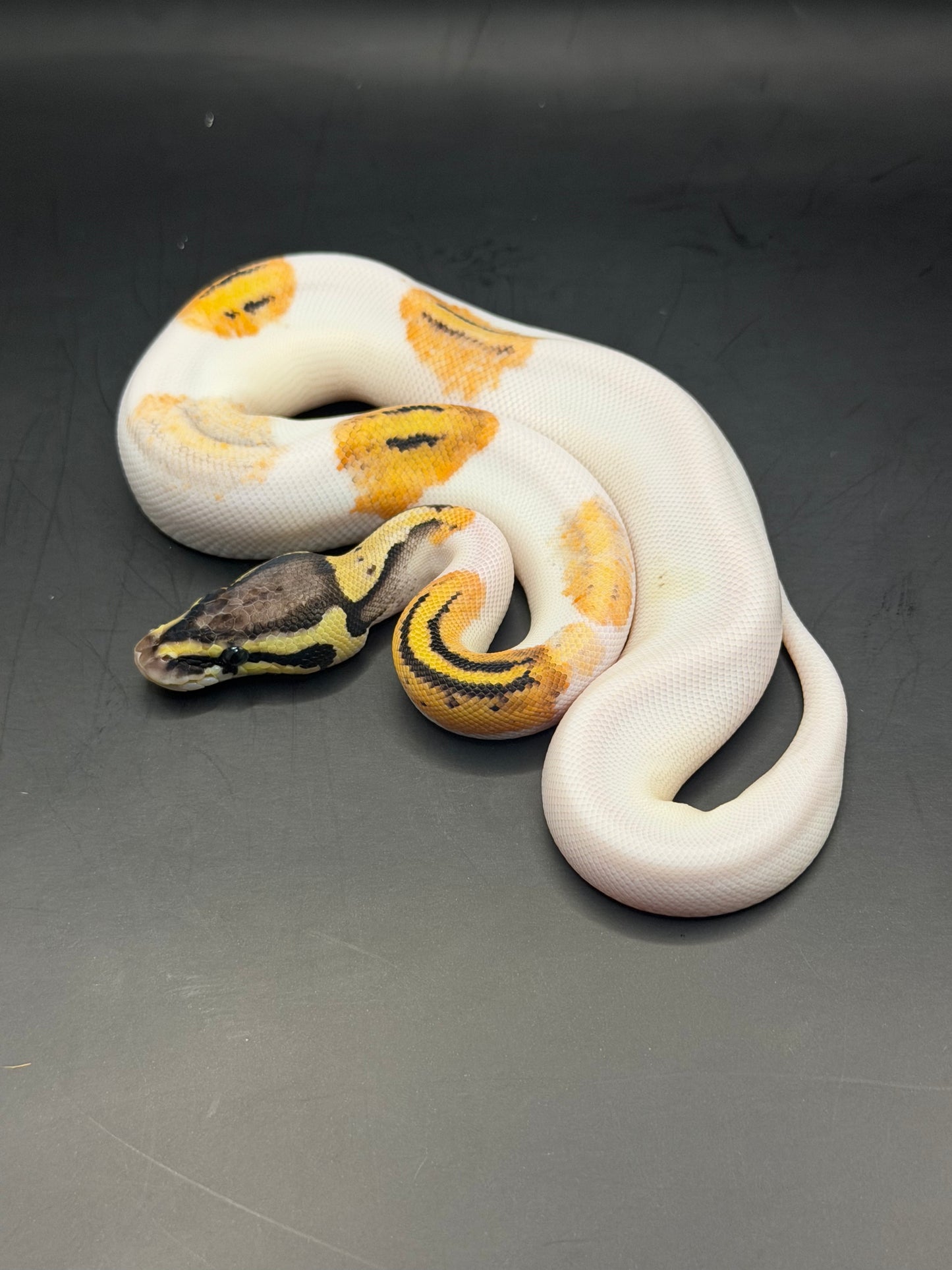 Pied od fire paradox hembra