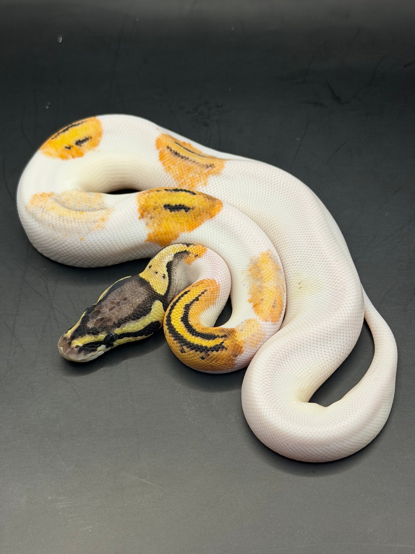 Pied od fire paradox hembra