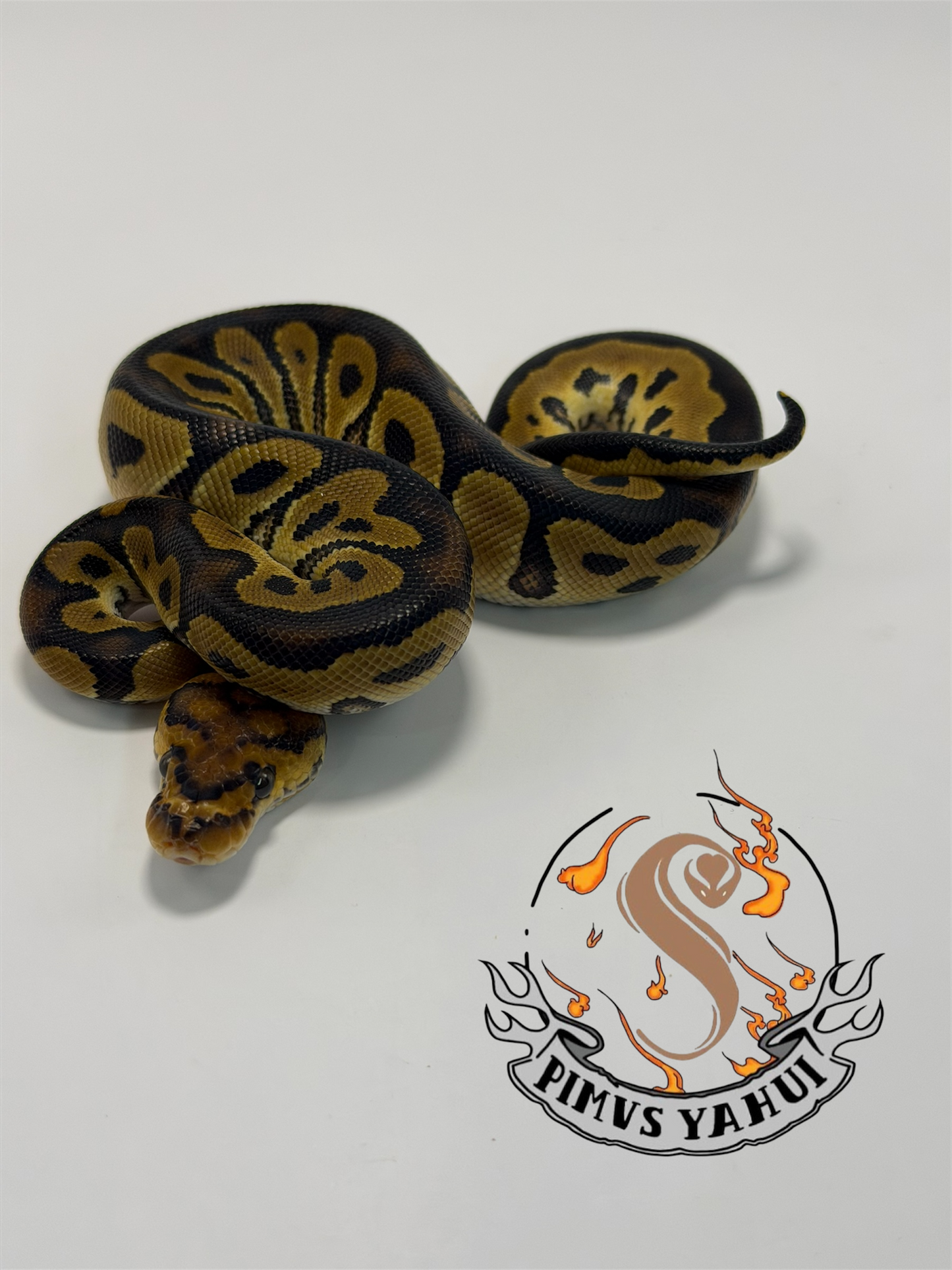 Clown het sunset macho