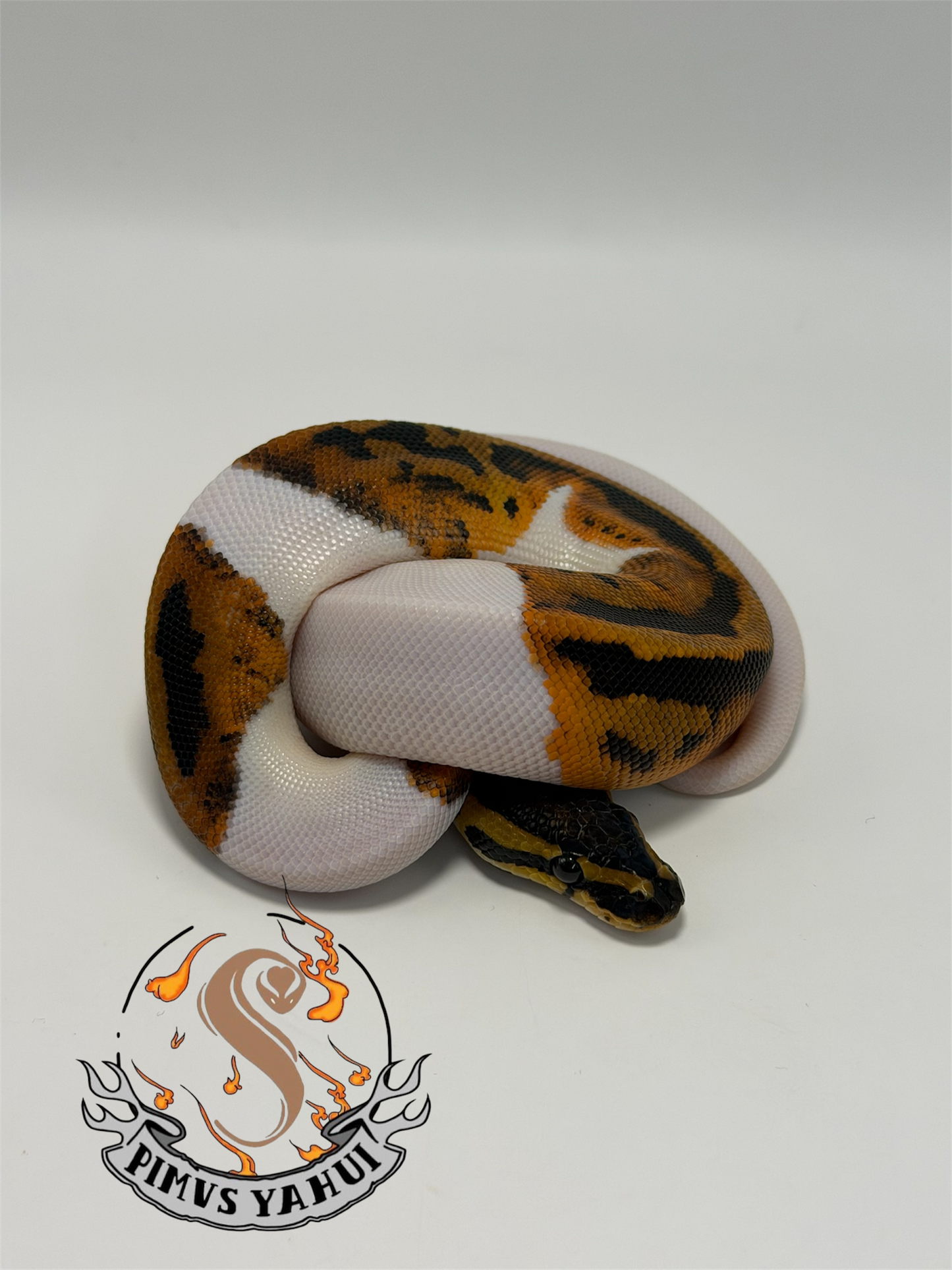 Nr mandarín pied hembra