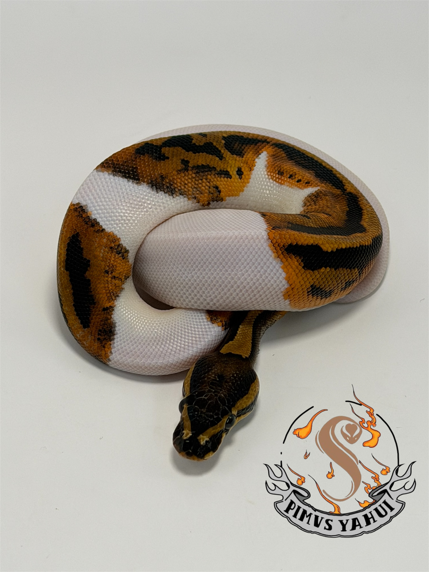 Nr mandarín pied hembra