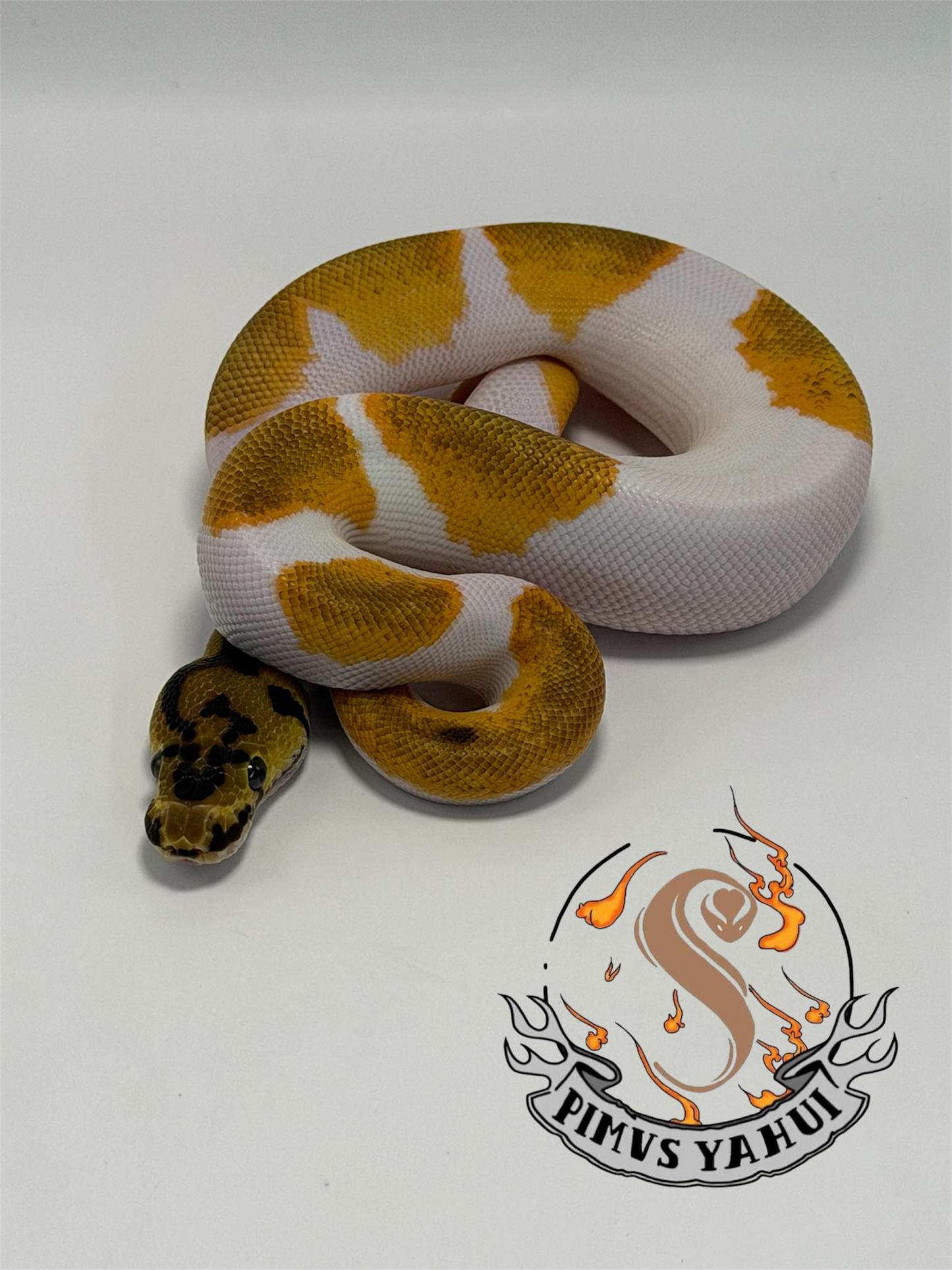 Od yb clown pied macho