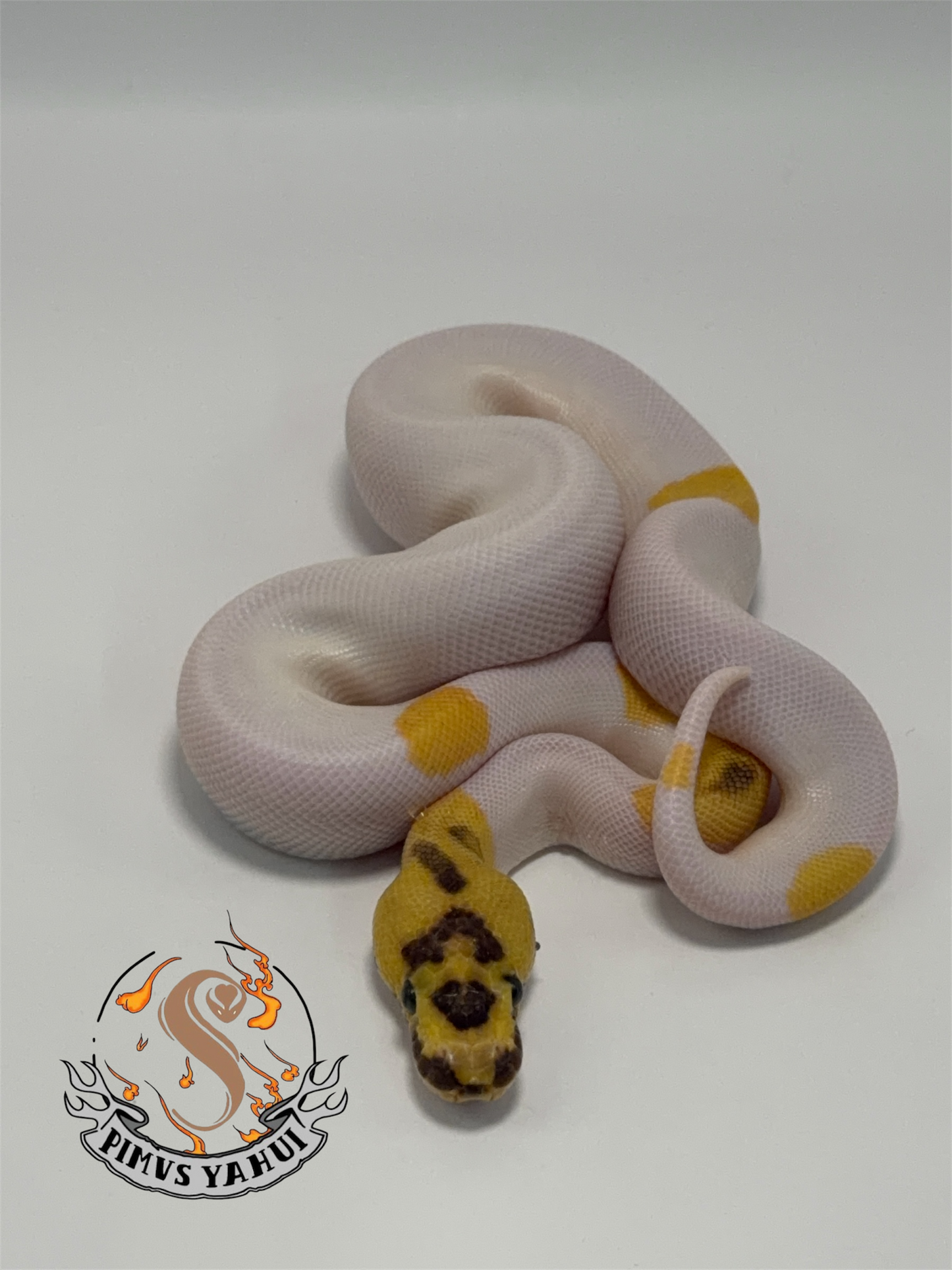 Od yb fire leopard clown pied macho
