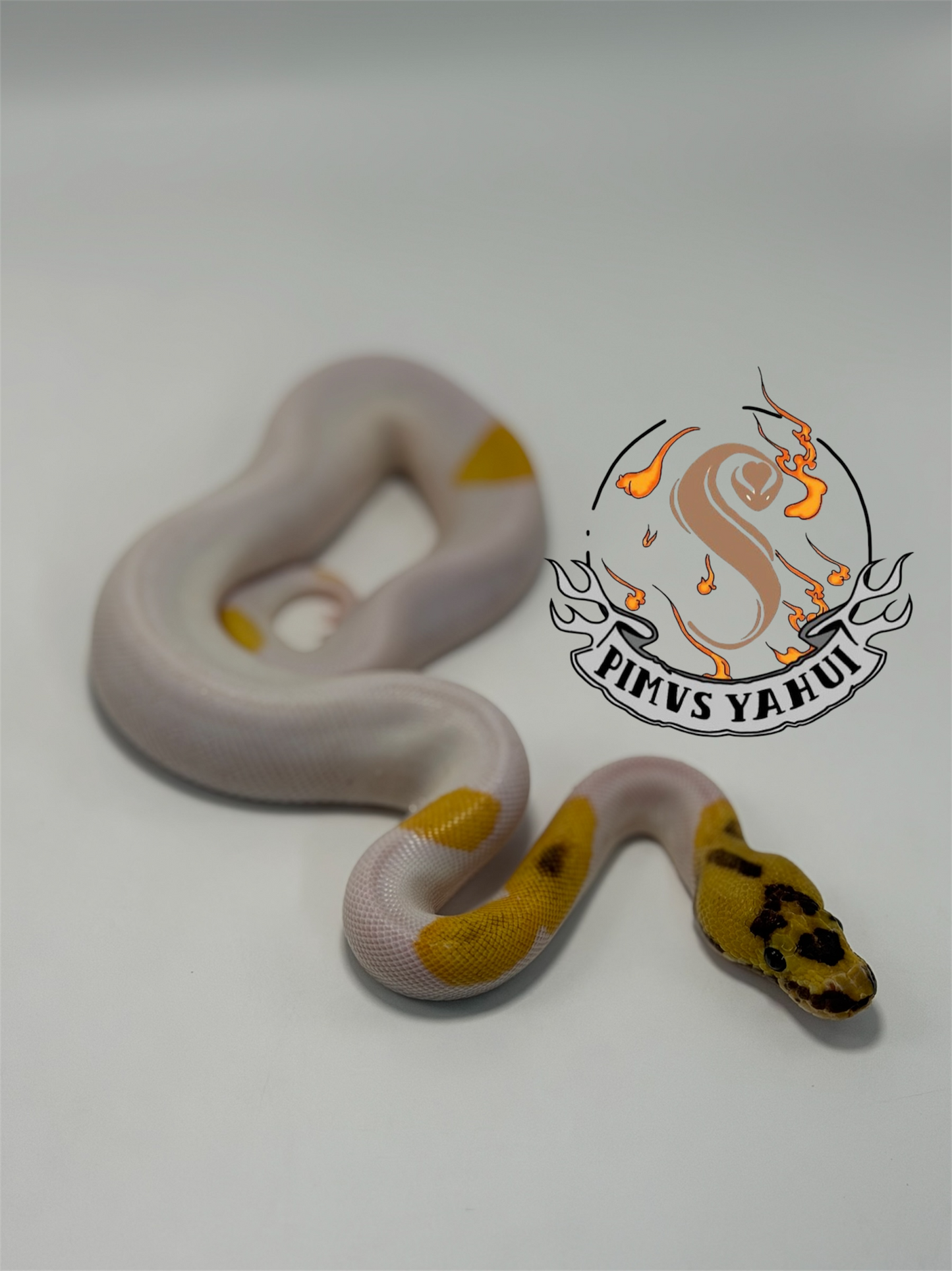 Od yb fire leopard clown pied macho