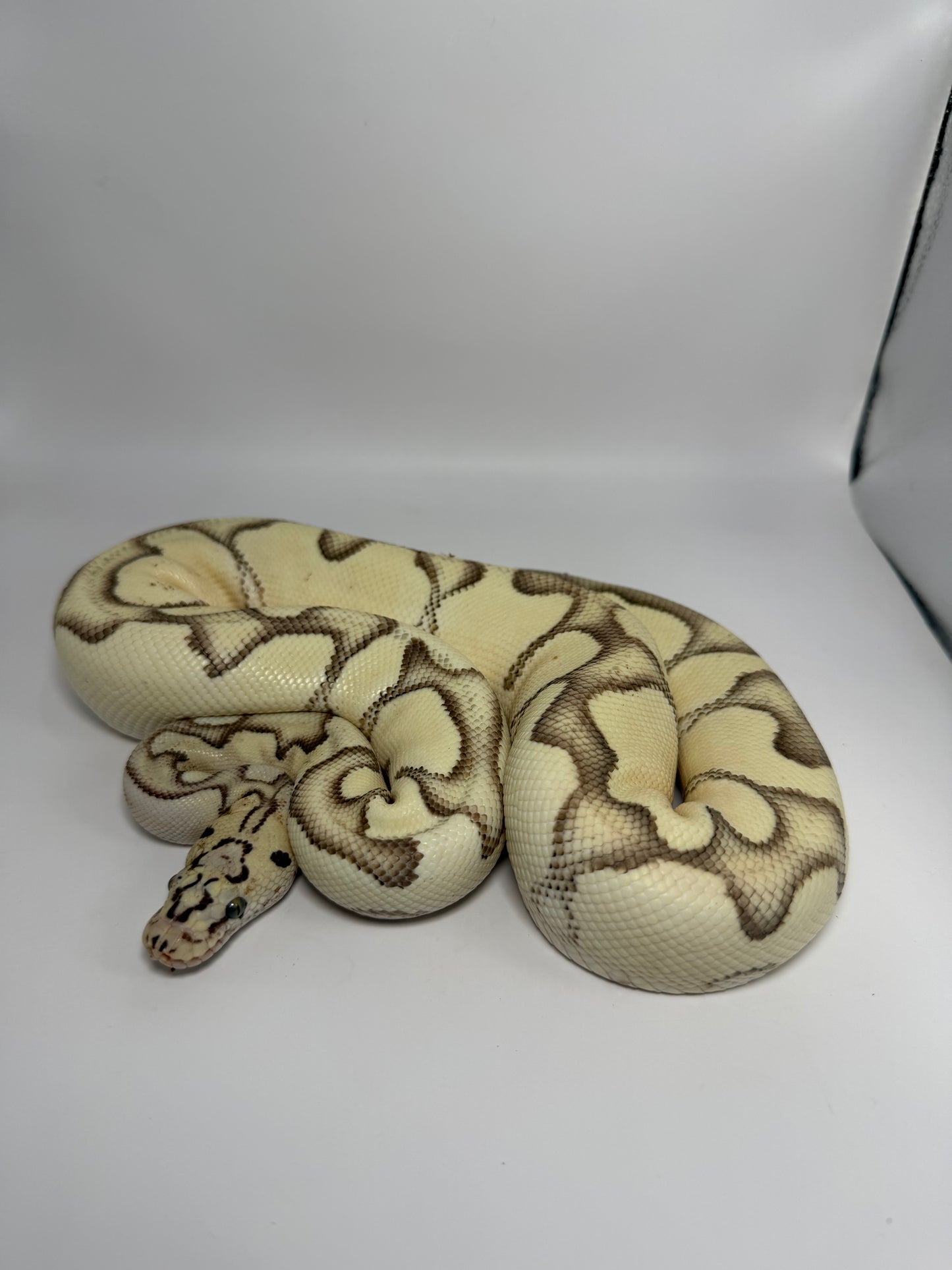 Dg clown pastel enchi het hypo