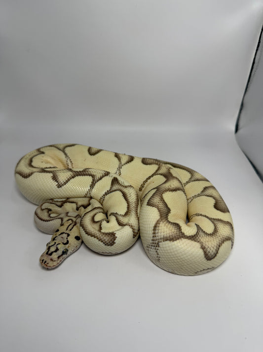 Dg clown pastel enchi het hypo
