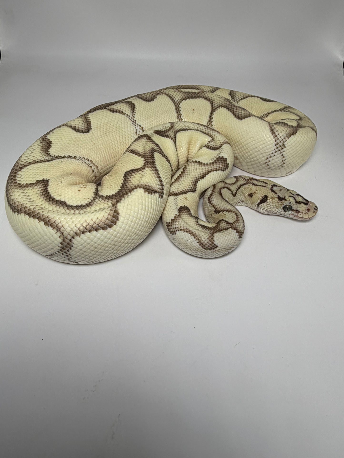 Dg clown pastel enchi het hypo