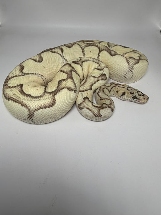Dg clown pastel enchi het hypo