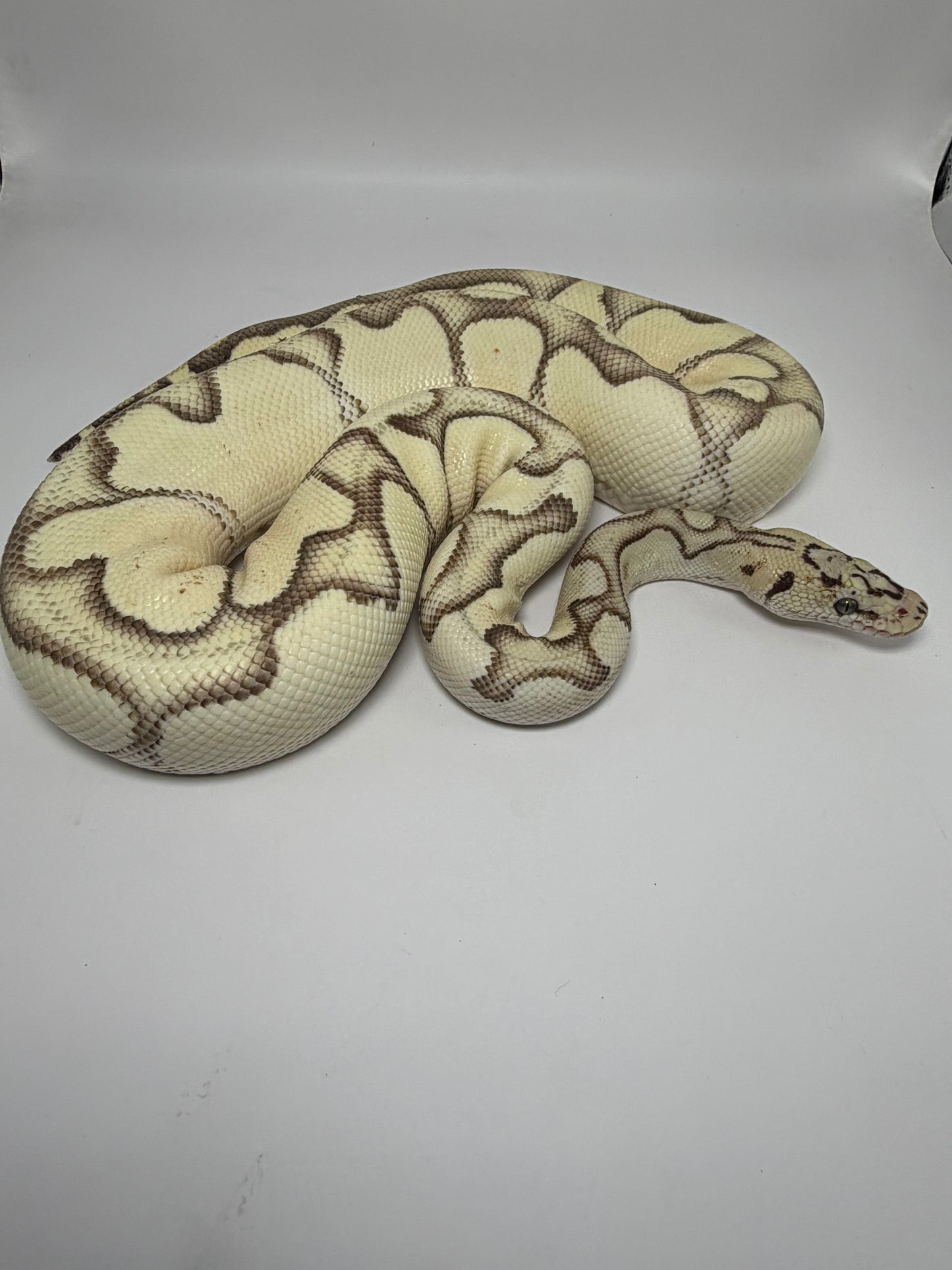 Dg clown pastel enchi het hypo