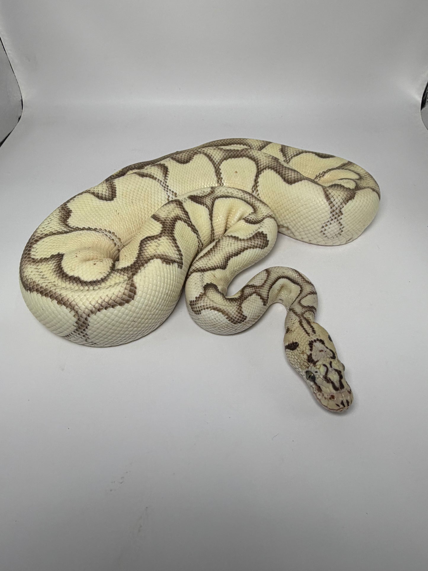 Dg clown pastel enchi het hypo