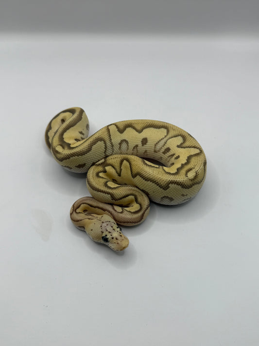 Mojave fire pastel clown macho