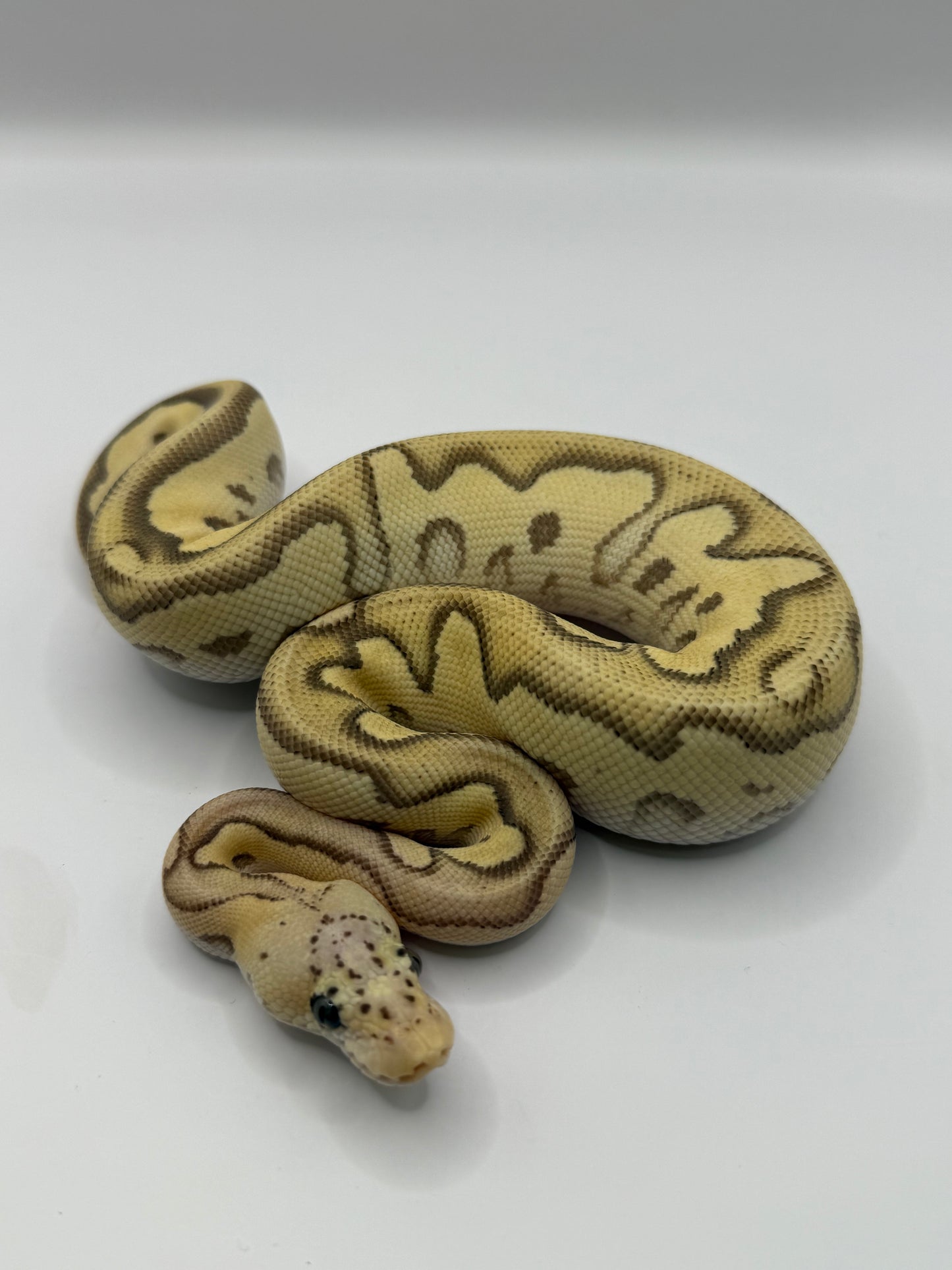 Mojave fire pastel clown macho