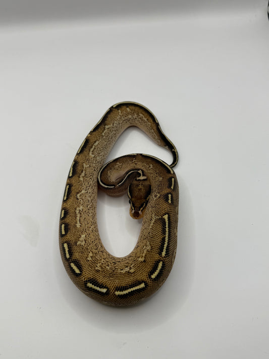 Freeway poss het clown macho
