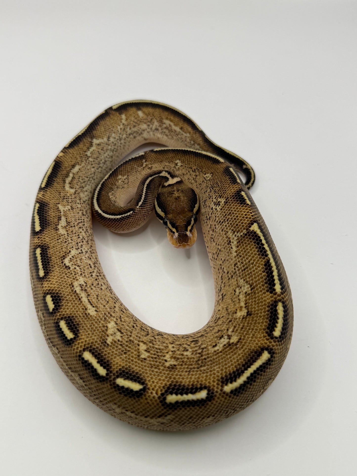 Freeway poss het clown macho