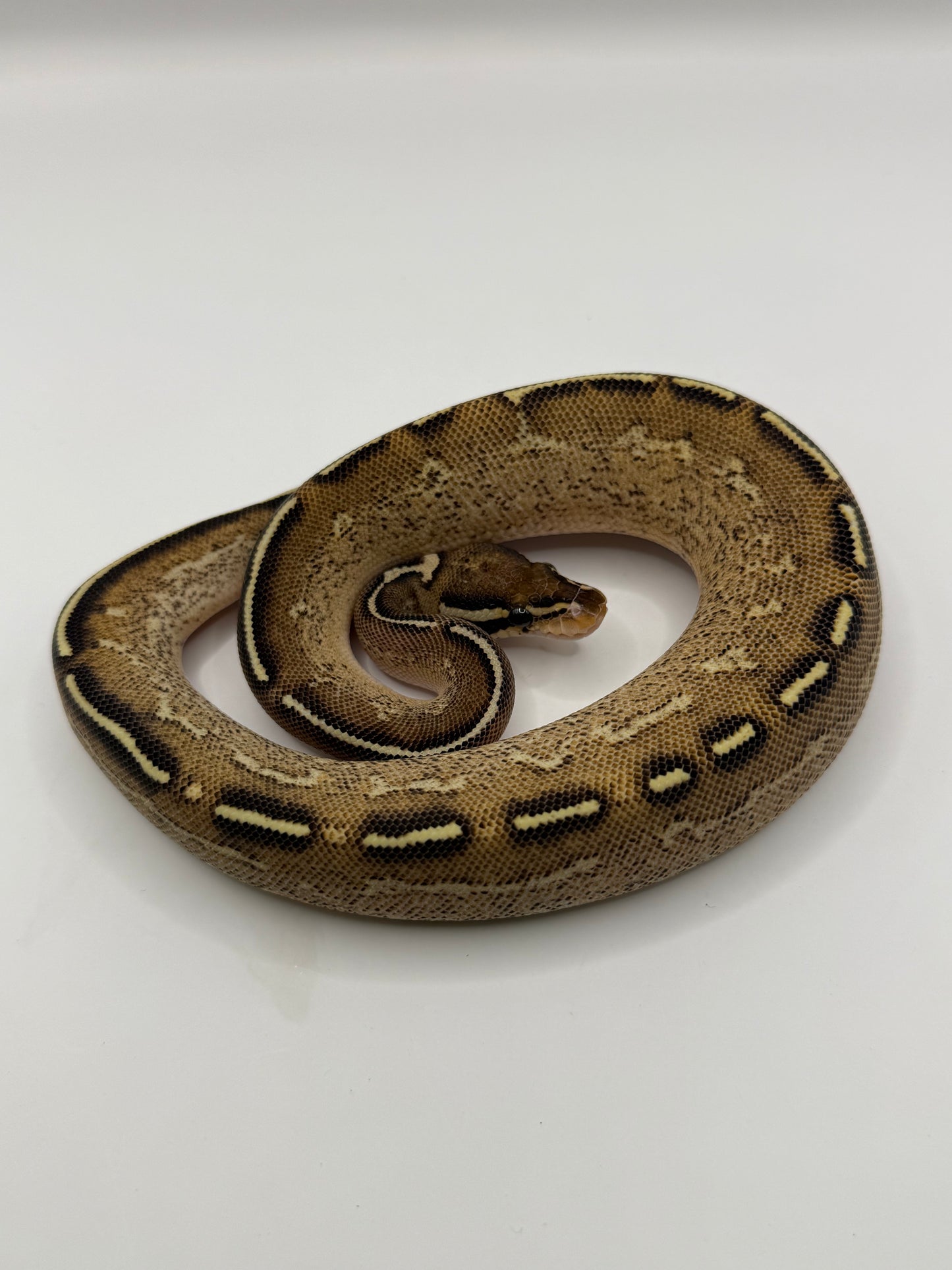Freeway poss het clown macho