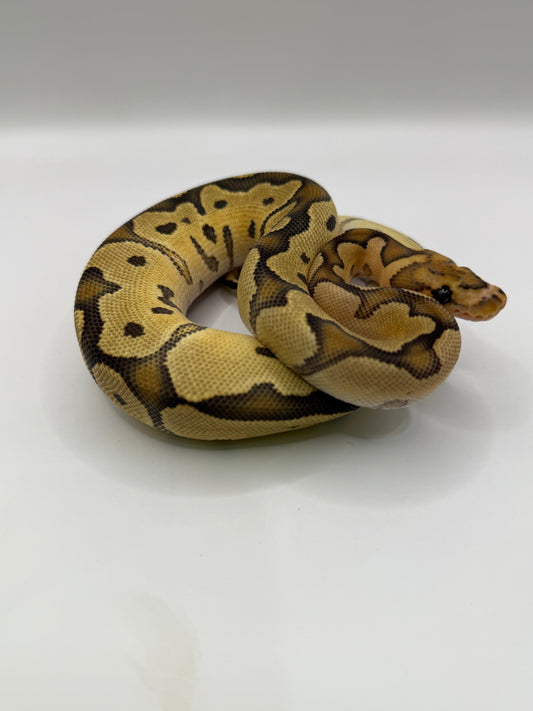 Fire Clown hembra #1
