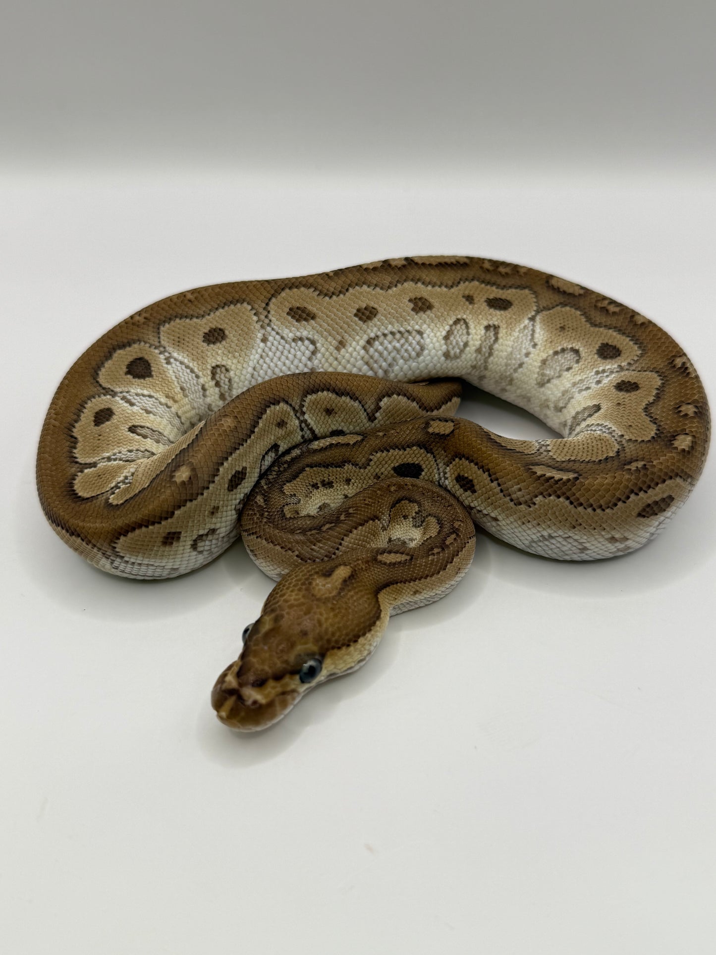Mojave clown hembra