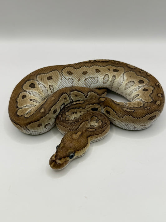 Mojave clown hembra
