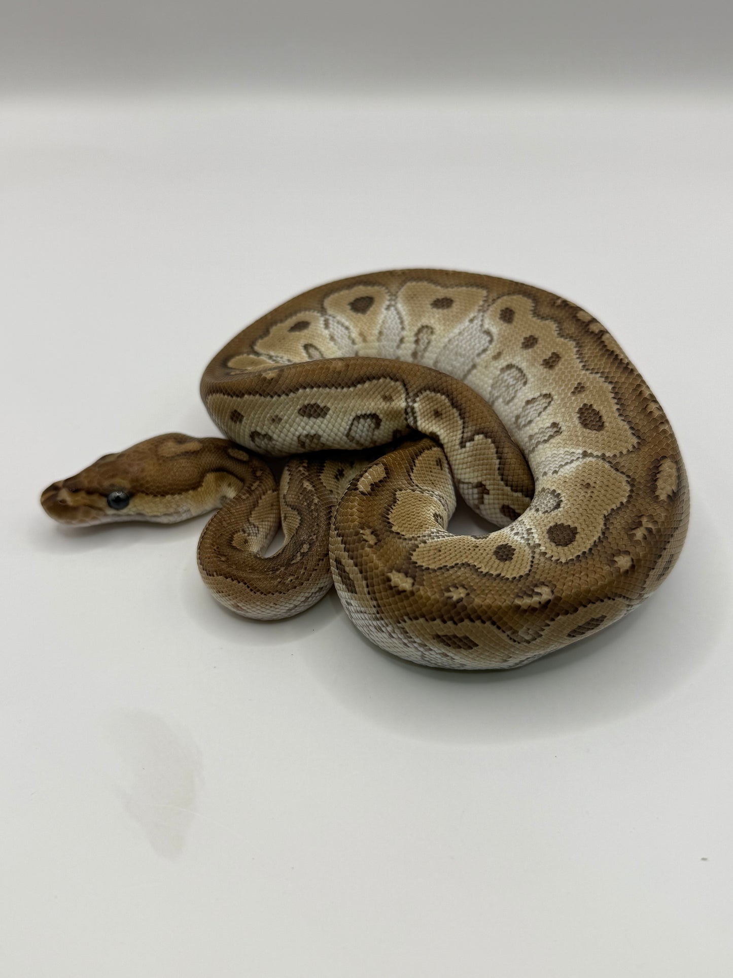 Mojave clown hembra