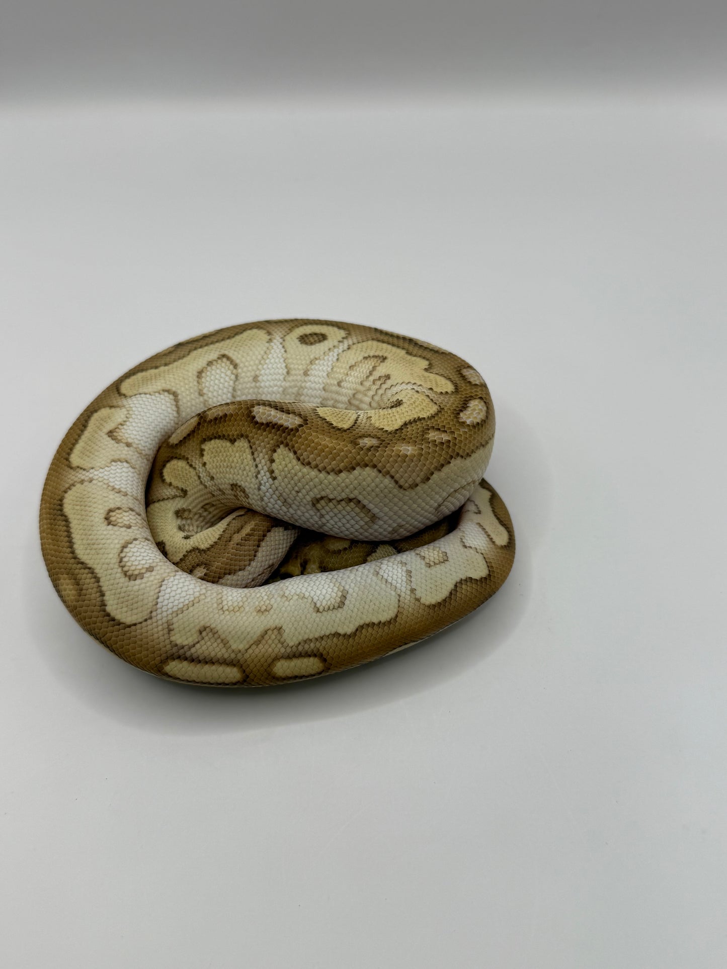 Lesser clown hembra