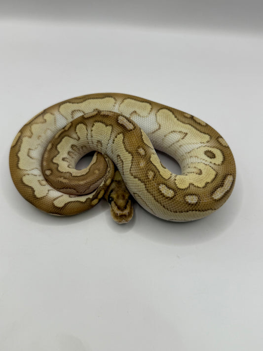 Lesser clown hembra