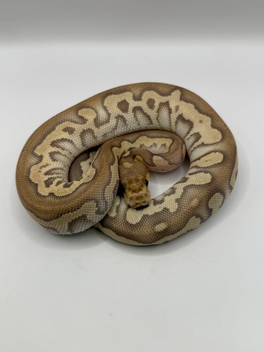 Mojave fire clown hembra