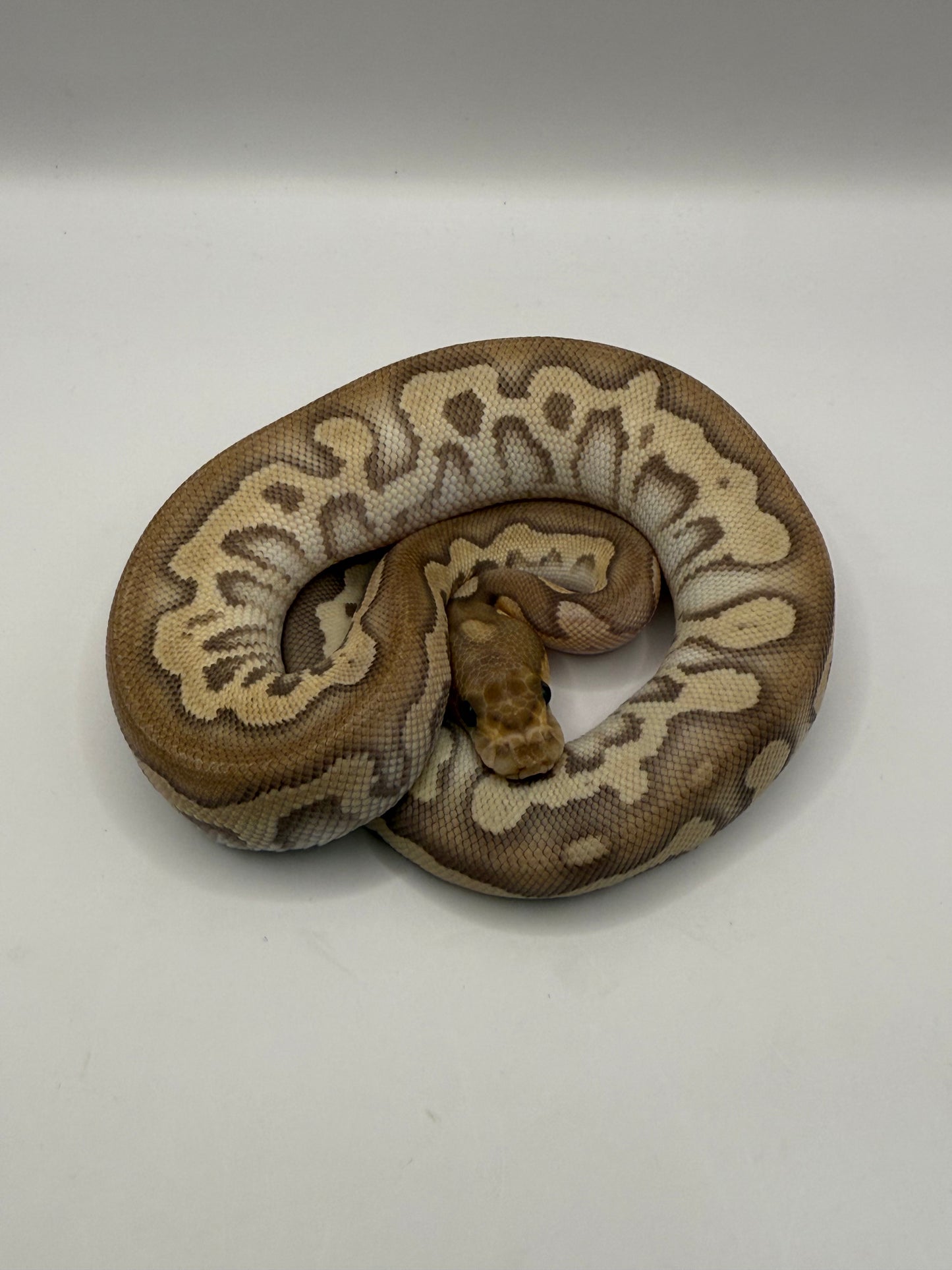 Mojave fire clown hembra
