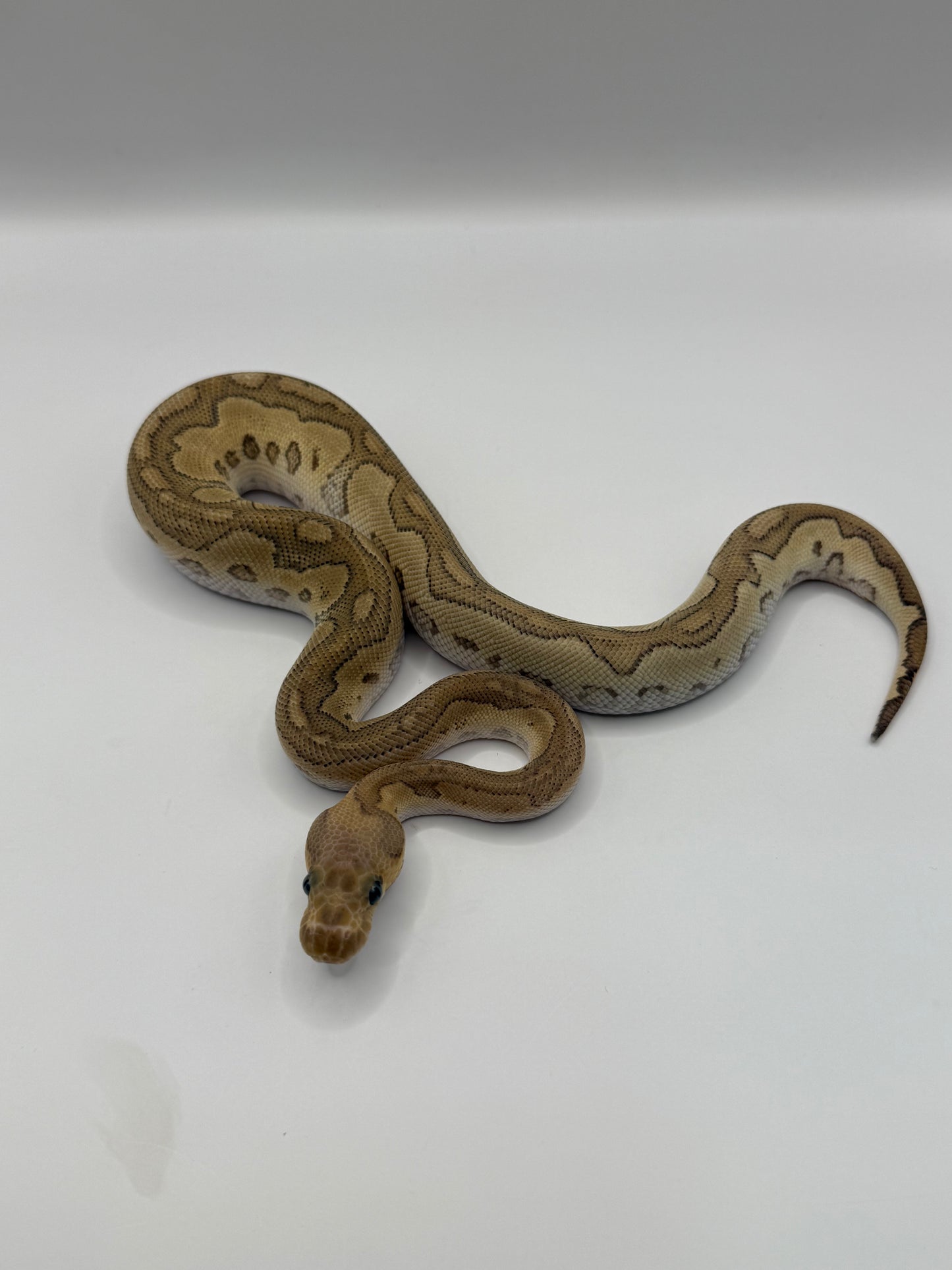 mojave MAGMA (redstripe clown) macho