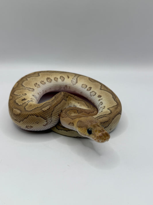 mojave MAGMA (redstripe clown) macho
