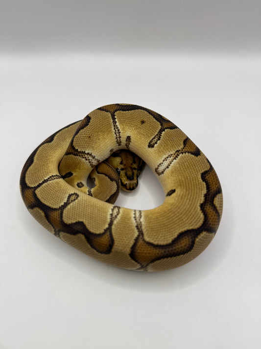 Enchi clown hembra 1