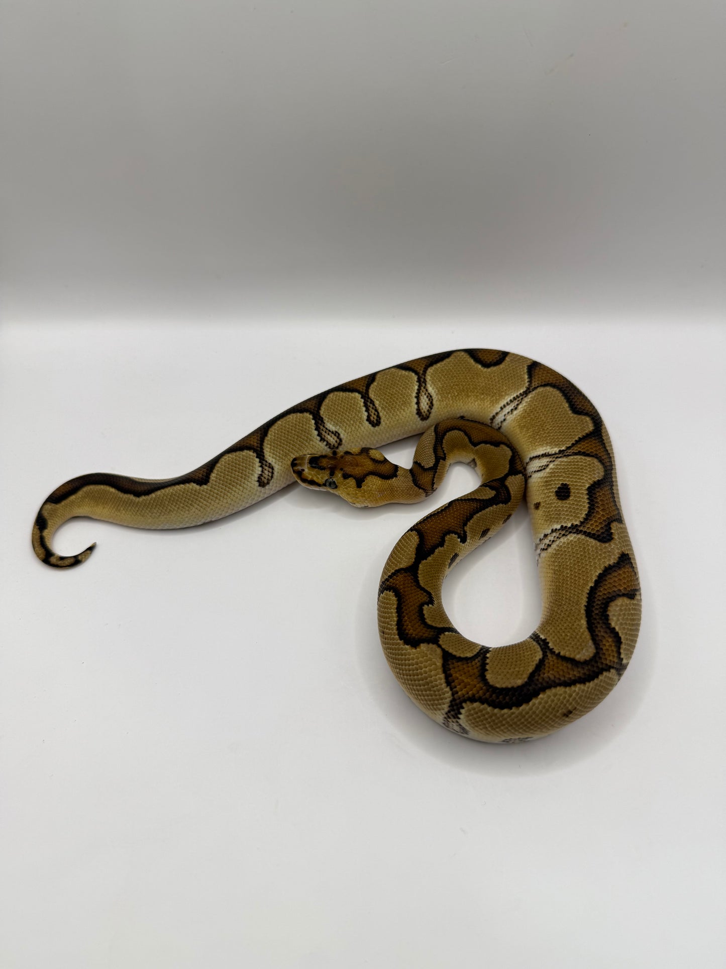 Enchi clown hembra 1