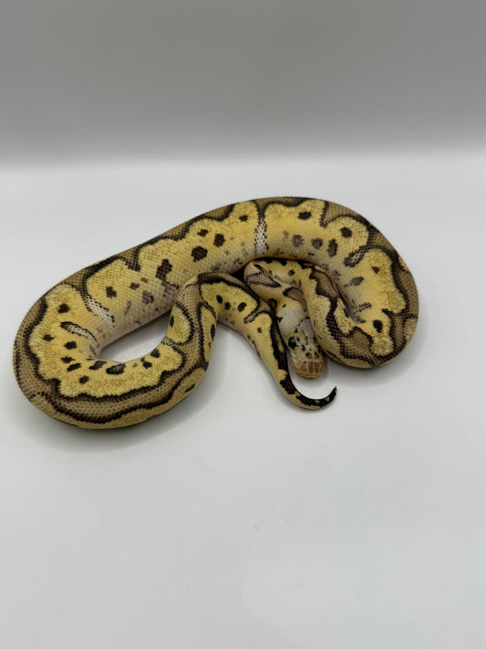 Fire pastel clown macho