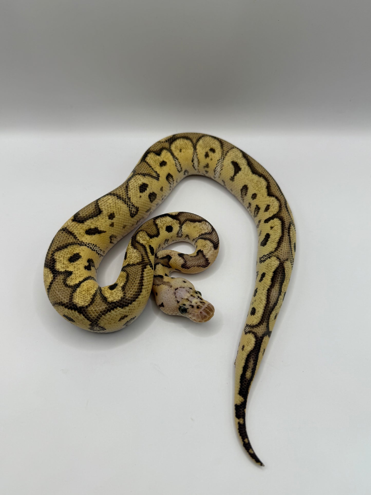 Fire pastel clown macho