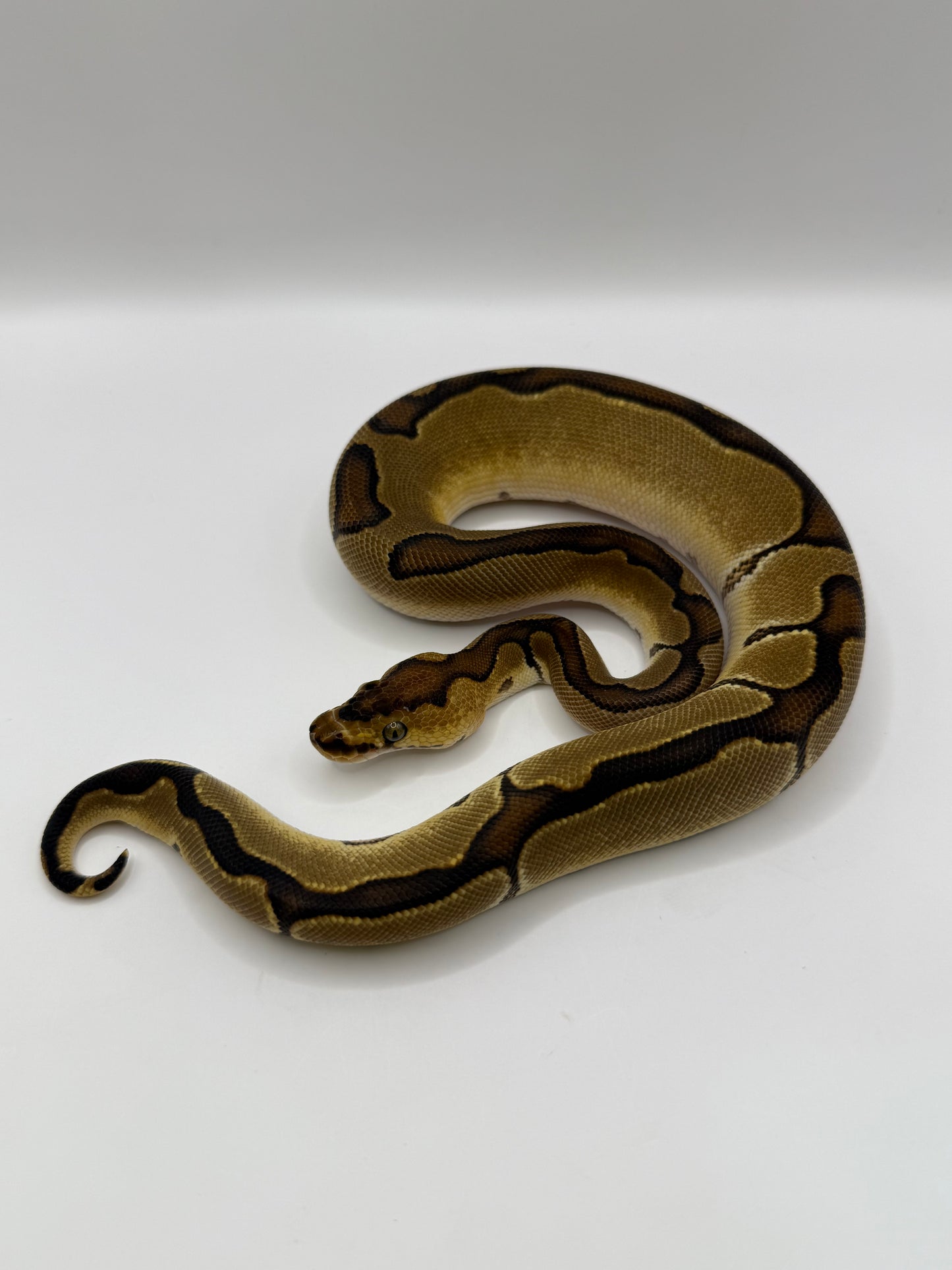 Enchi clown hembra #2